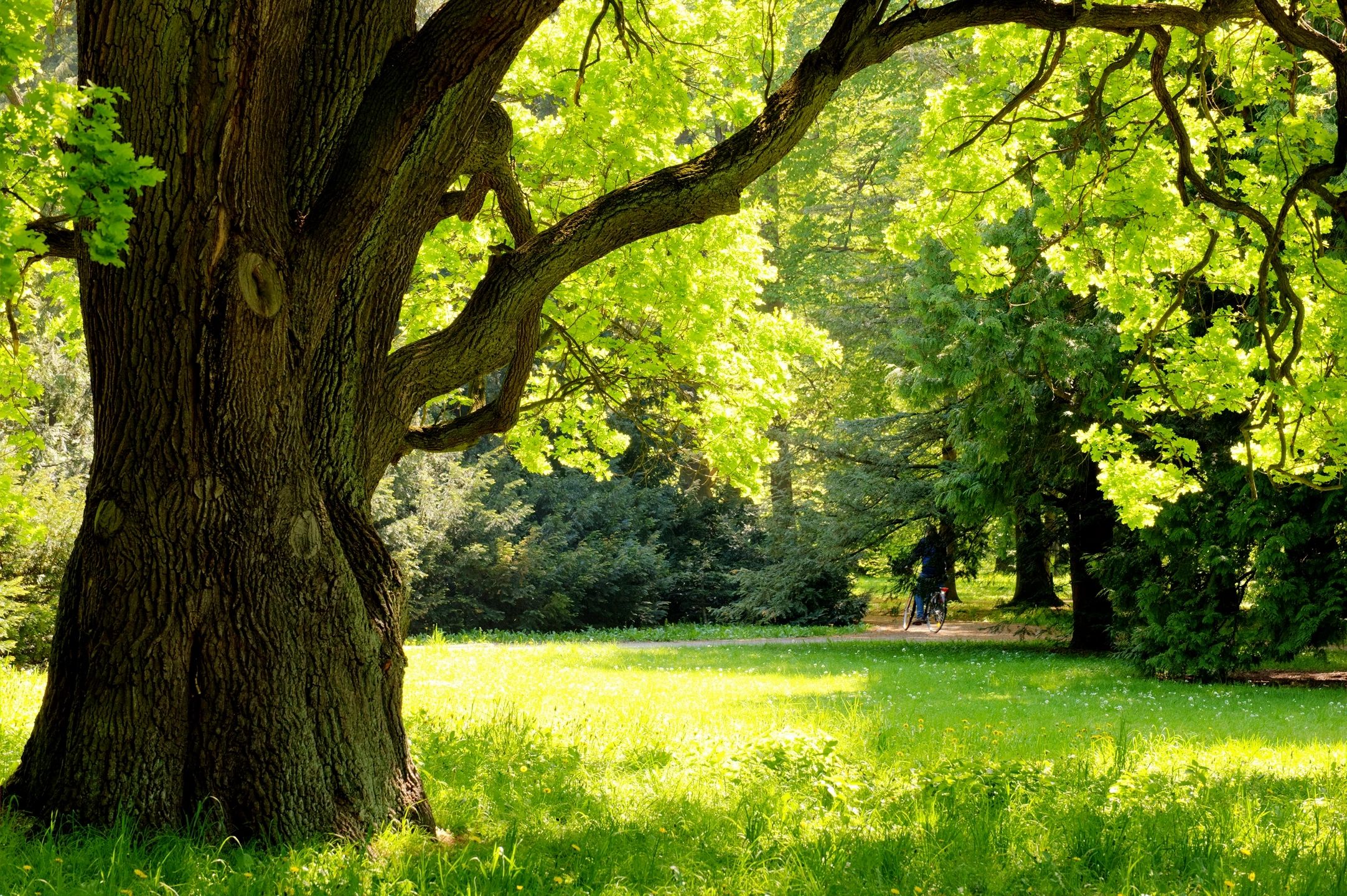 Large serene park tree
