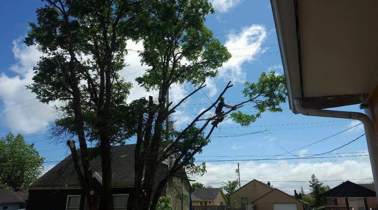 Residential neighborhood with mature trees