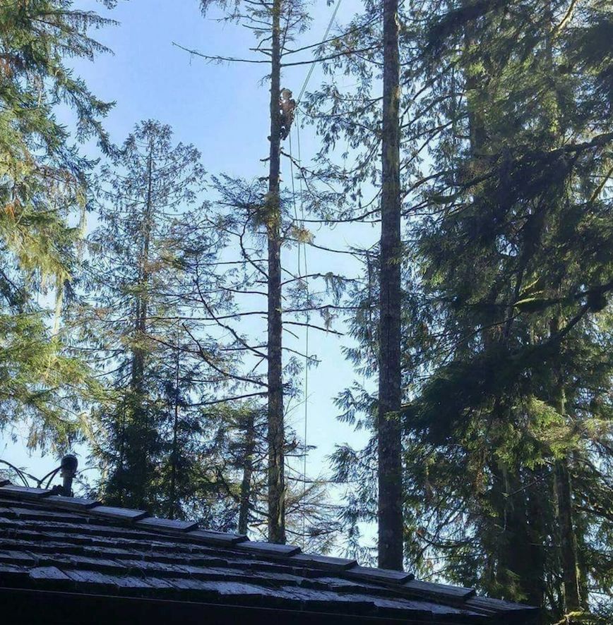 Conifer forest canopy looking up