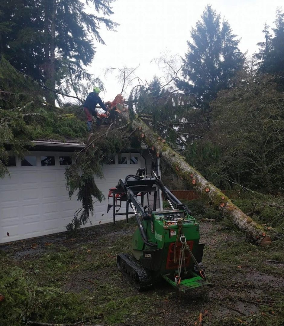 Tree removal storm damage
