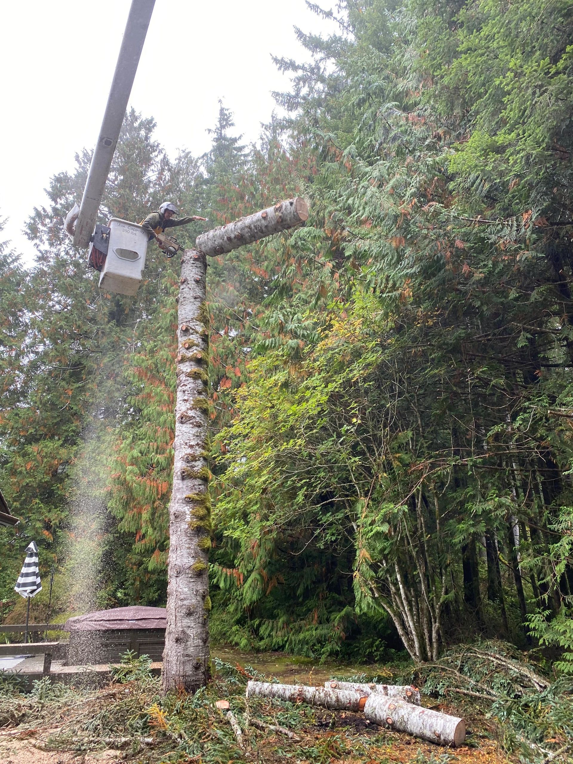 Utility worker in forest